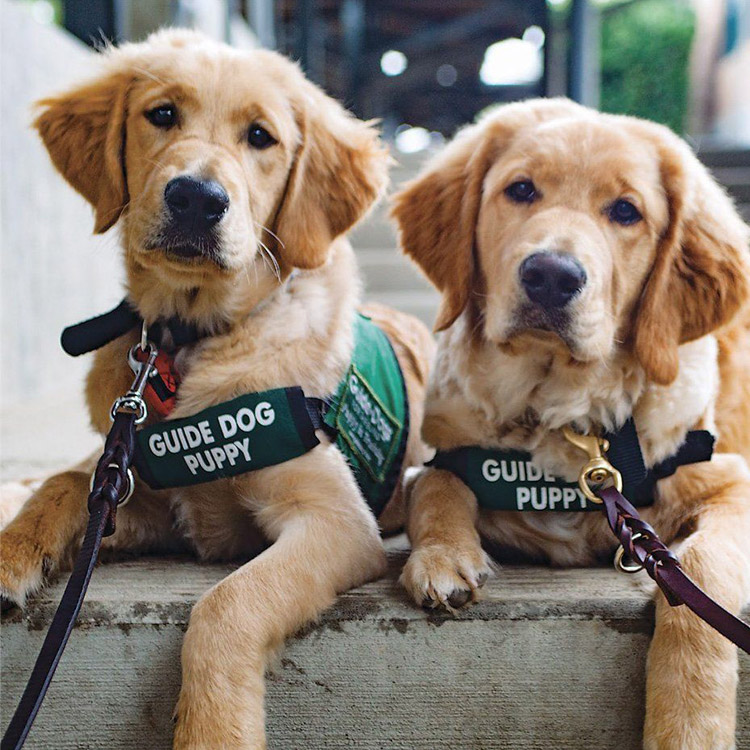 Raising-Guide-Dog-Guide-Dog-For-Blind